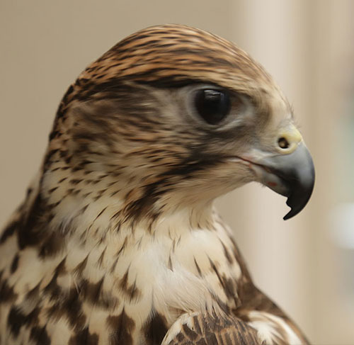 Eagle