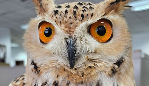 owl Rehab Center