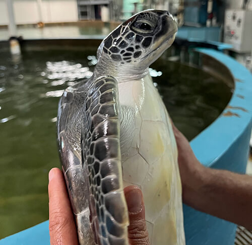 Turtle