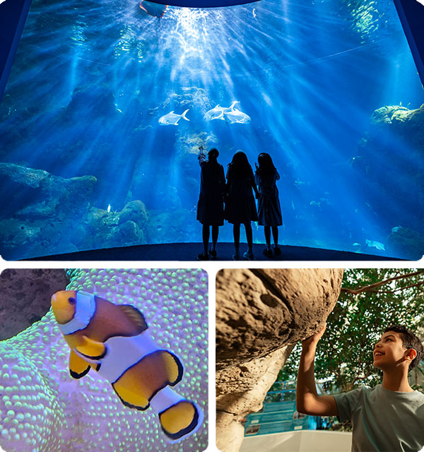 Mijbil Almutawa Aquarium