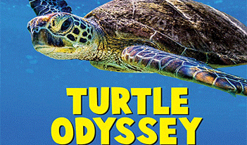 Turtle Odyssey