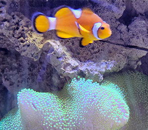AQ-show3-1 Aquarium - TSCK