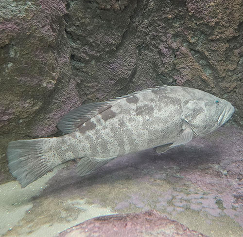 Hamour