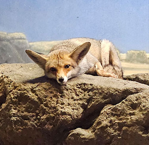 Fox - TSCK