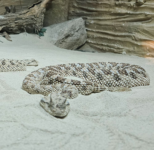 Desert Snake - TSCK