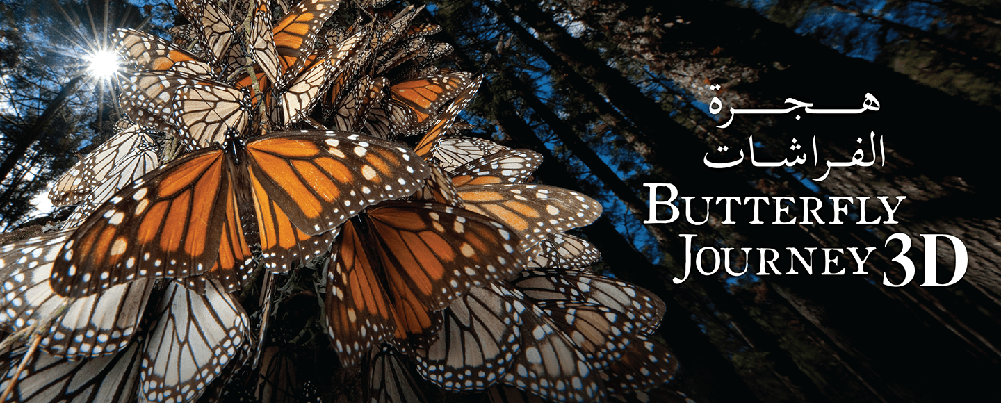P.C-WEB-Butterfly film Butterflies