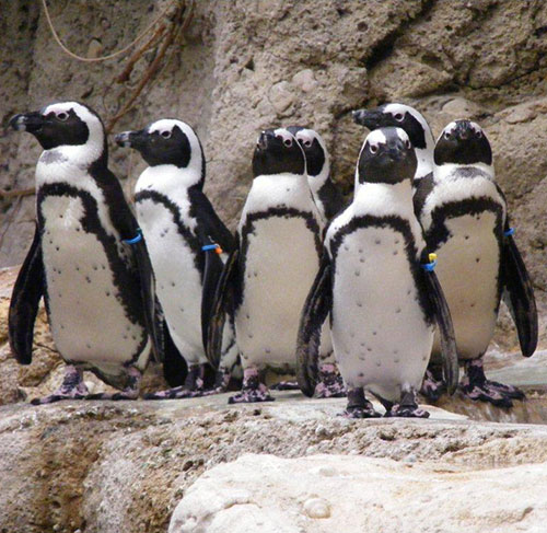 African Penguin