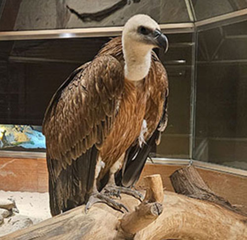 Vulture-TSCK