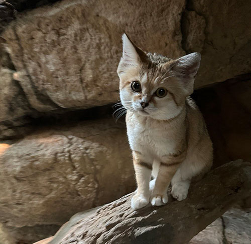 Sandcat - TSCK