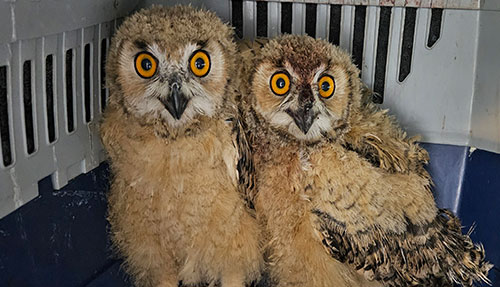 owl-3 Rehab Center