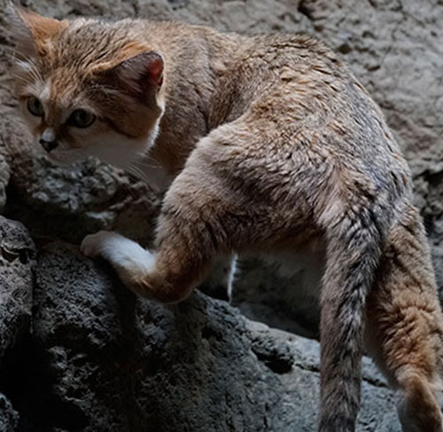 Sand Cat