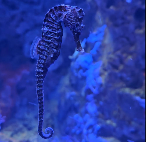 Seahorse-TSCK
