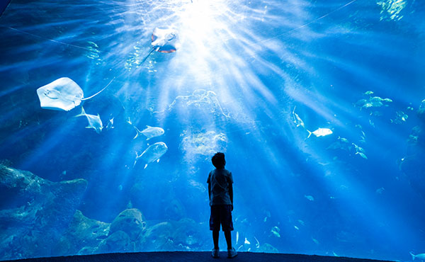 AQ-show3-3 TSCK Aquarium Kuwait