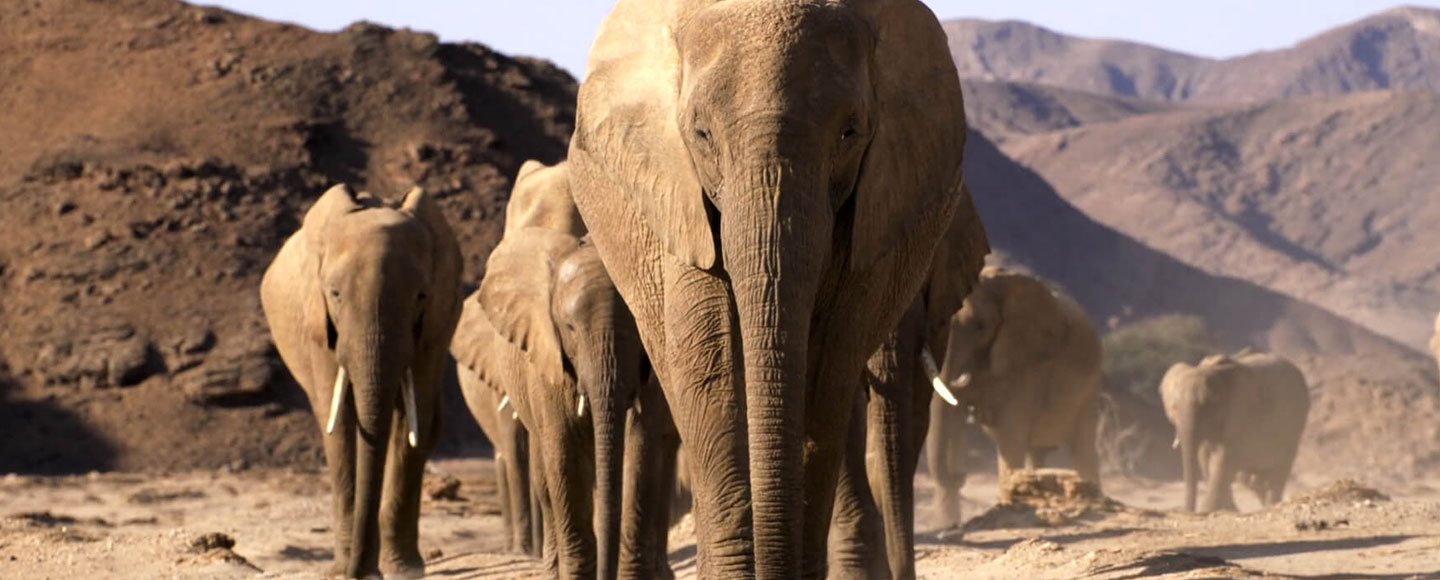 PC-WEB-Elephants Elephants