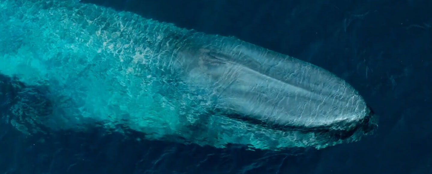 PC-WEB-whales Whales