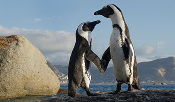 PENGUINS 3D