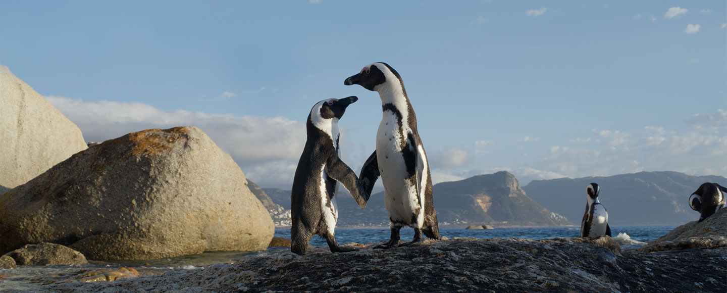 PENGUINS